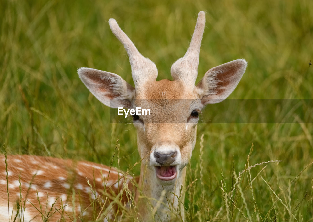 CLOSE-UP PORTRAIT OF DEER