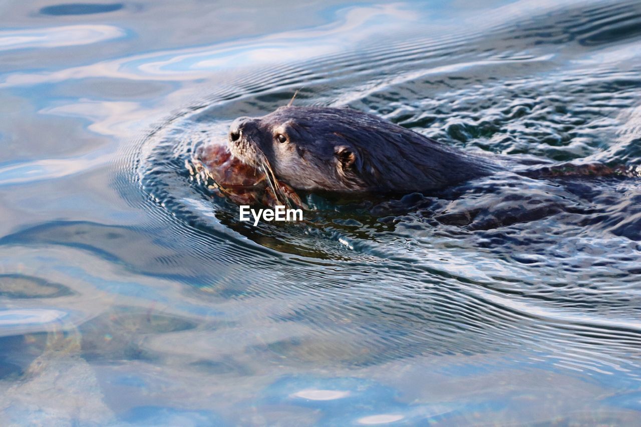 High angle view of otter swimming in lake