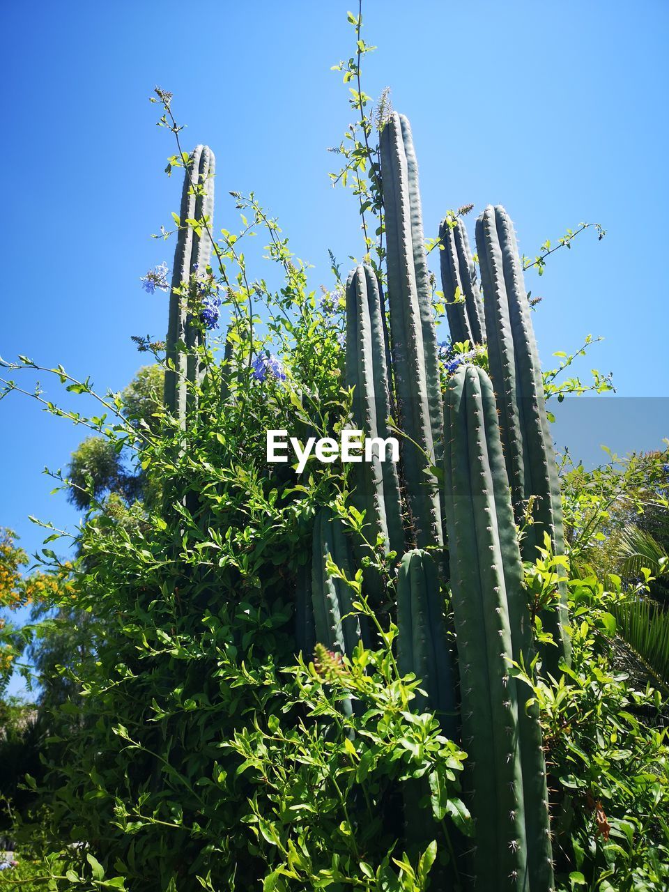 LOW ANGLE VIEW OF SUCCULENT PLANT AGAINST CLEAR SKY