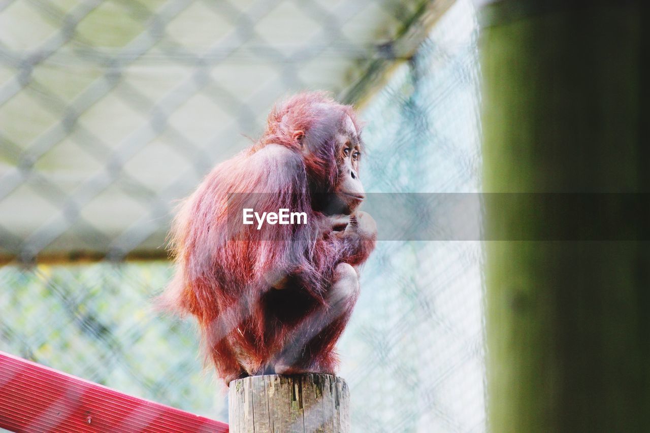 Low angle view of orangutan on wooden post in cage at zoo
