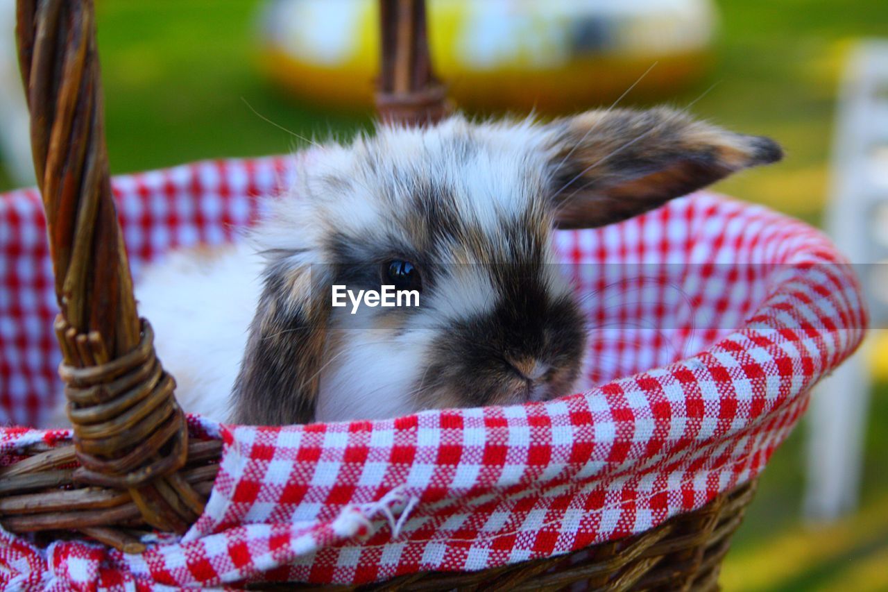 Close-up of bunny in basket