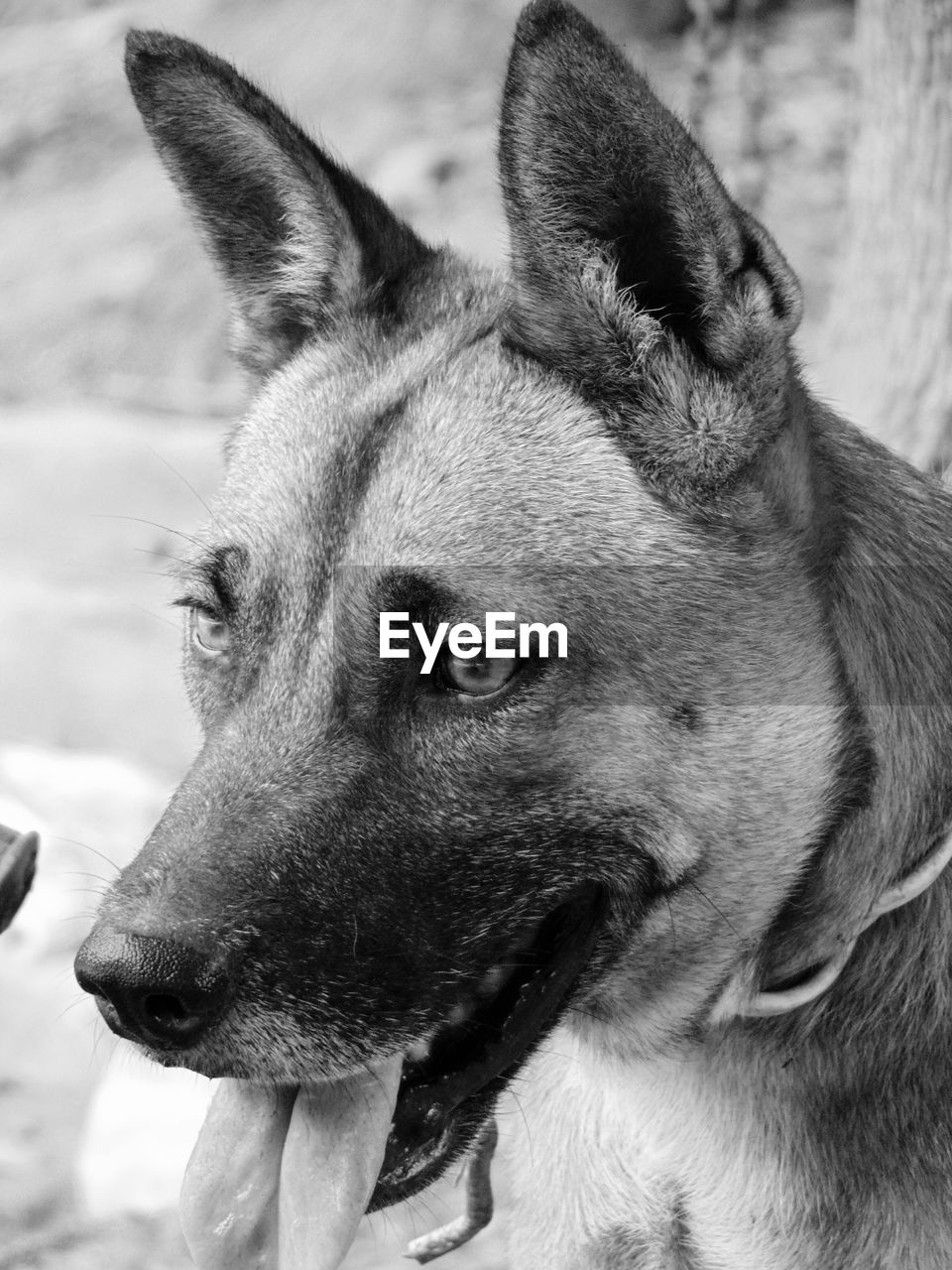 CLOSE-UP PORTRAIT OF A DOG LOOKING AWAY