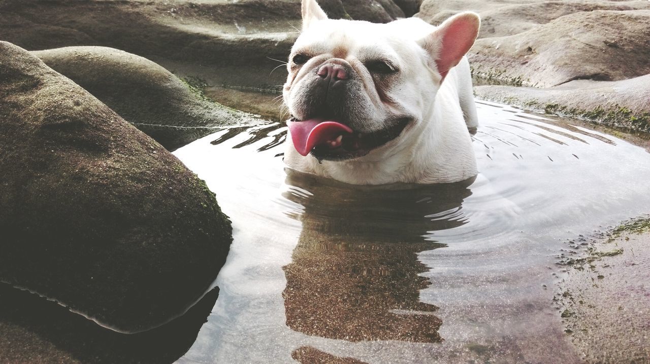 Close-up of pug dog in water