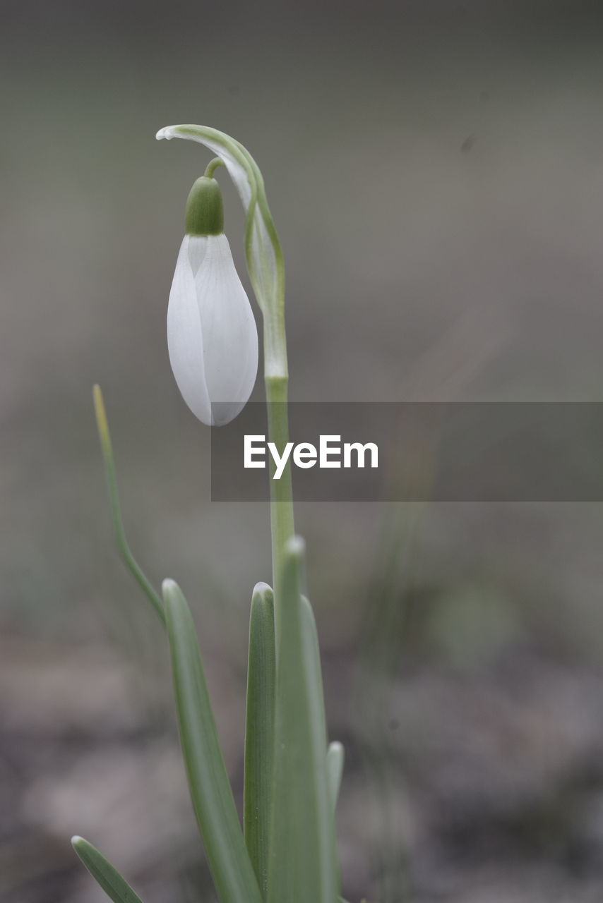 CLOSE-UP OF WHITE FLOWERING PLANT AGAINST BLURRED BACKGROUND