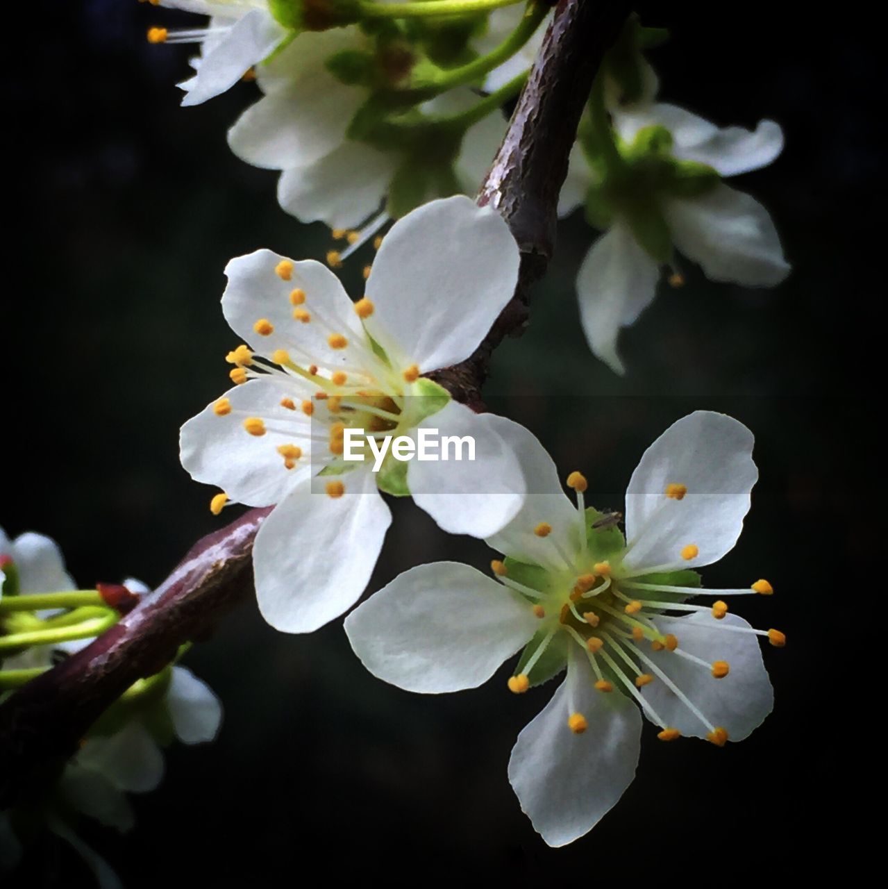 CLOSE-UP OF APPLE BLOSSOM