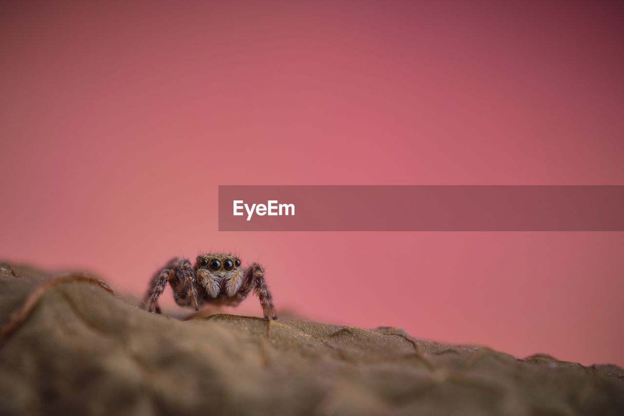 CLOSE-UP OF INSECT ON PINK