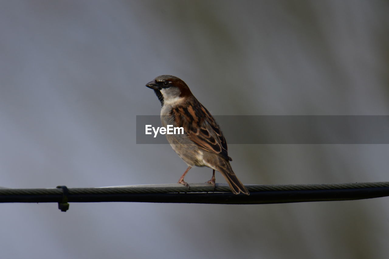 animal themes, animal, bird, animal wildlife, wildlife, one animal, perching, close-up, beak, sparrow, focus on foreground, house sparrow, full length, branch, nature, songbird, no people, outdoors, day, side view, beauty in nature, tree, copy space, plant, selective focus, insect
