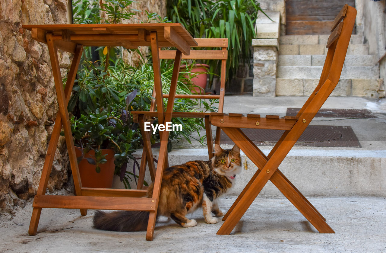 Cat looking away while sitting on chair