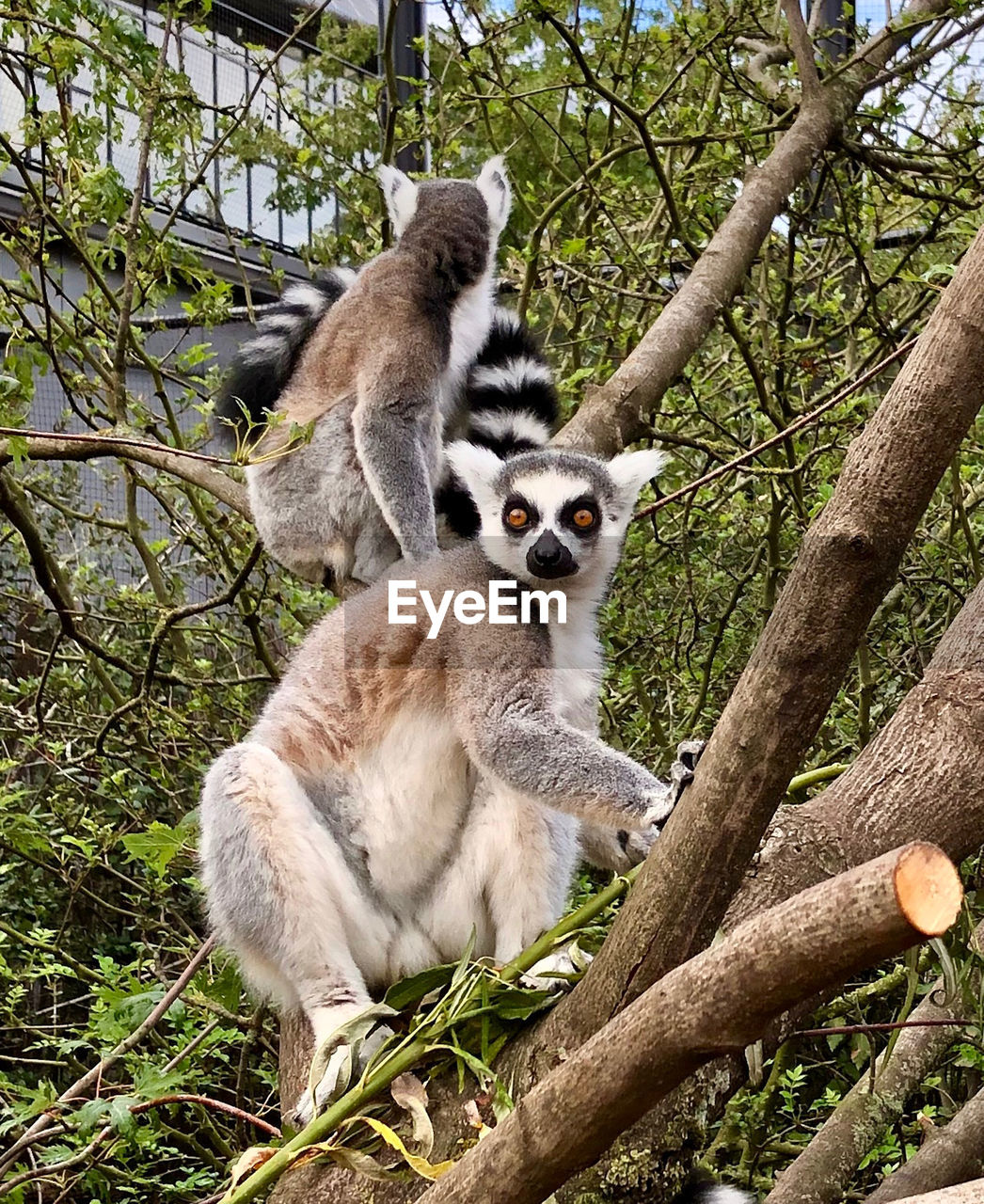 Lemurs sitting on a tree looking at us