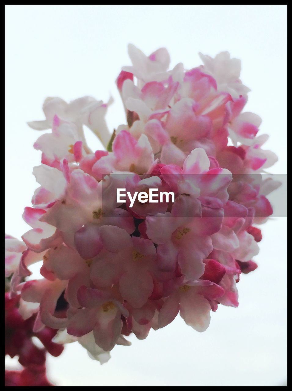 CLOSE-UP OF PINK FLOWERS BLOOMING