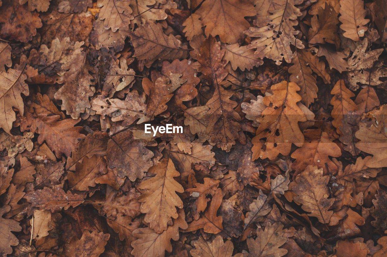 CLOSE-UP OF MAPLE LEAVES FALLEN ON TREE