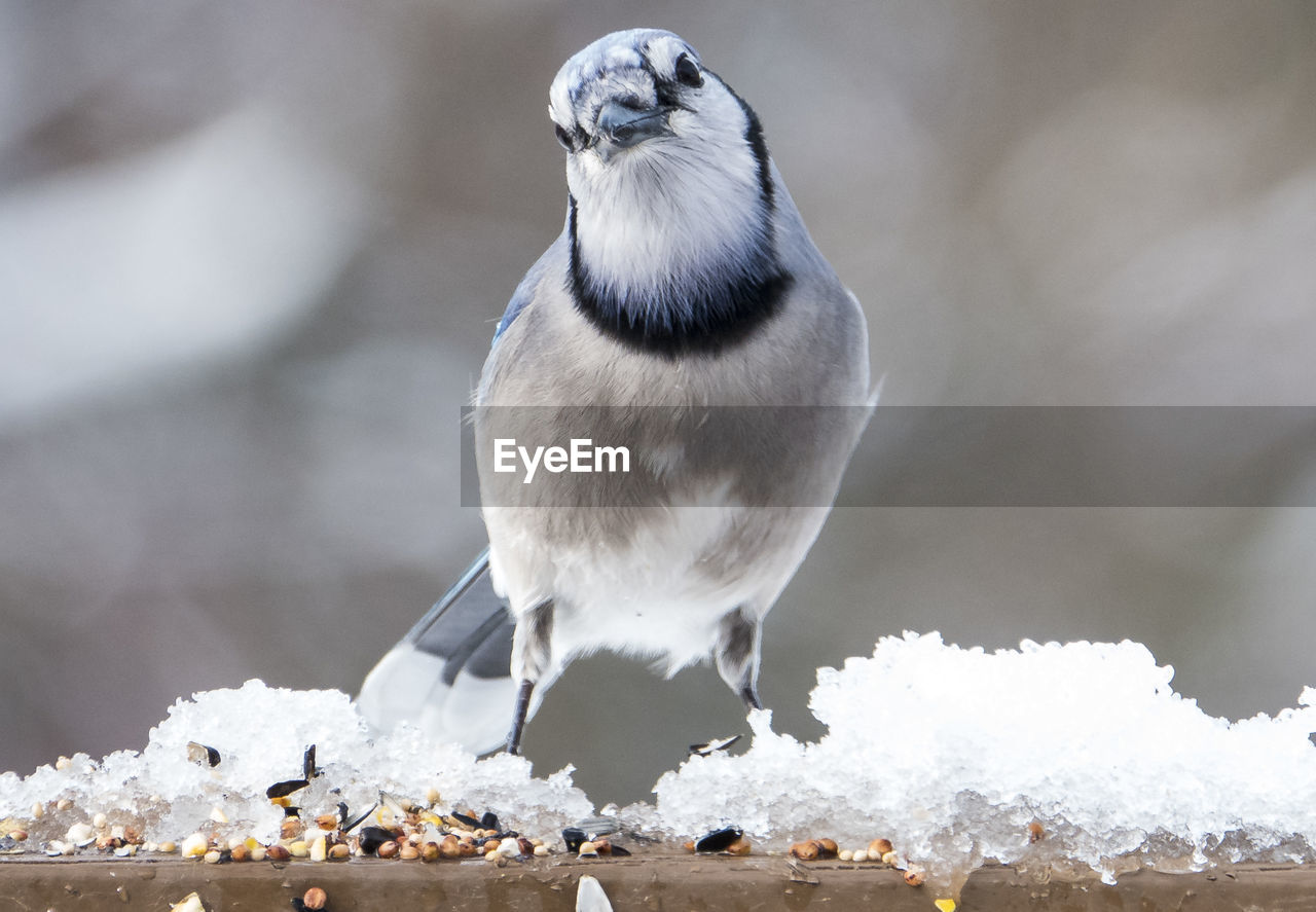 Close-up of bird perching on snow