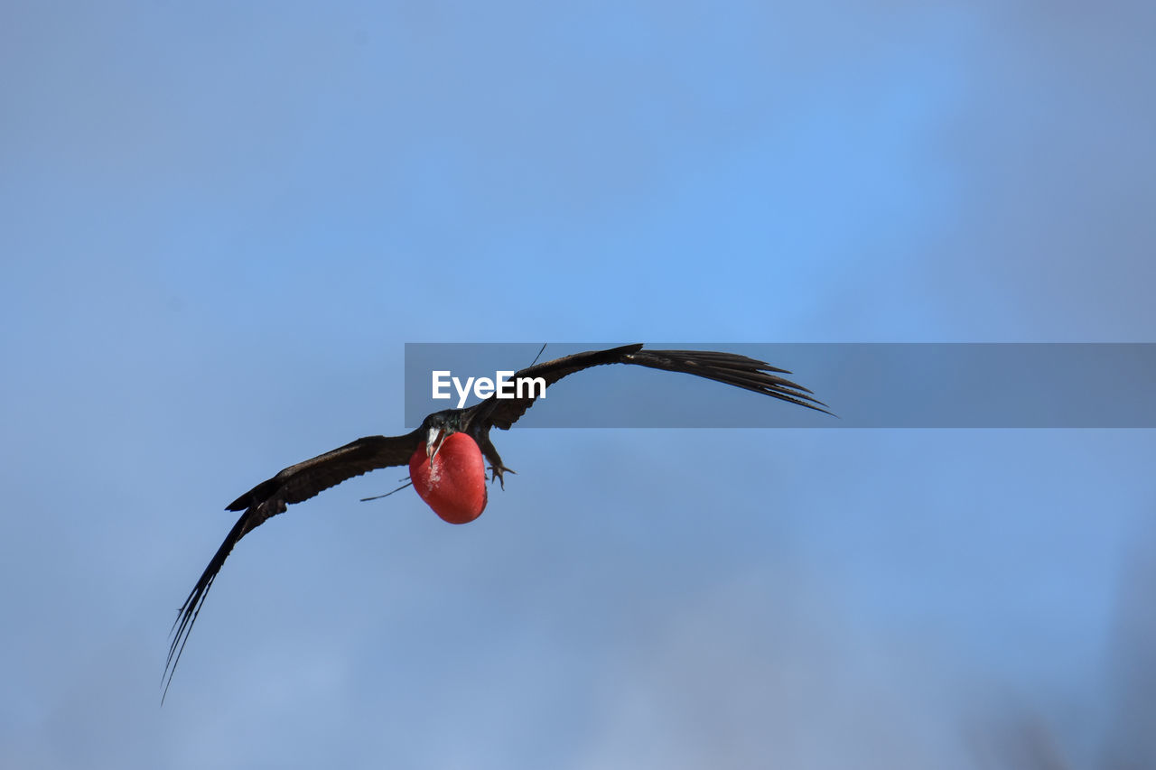 BIRD FLYING AGAINST BLUE SKY