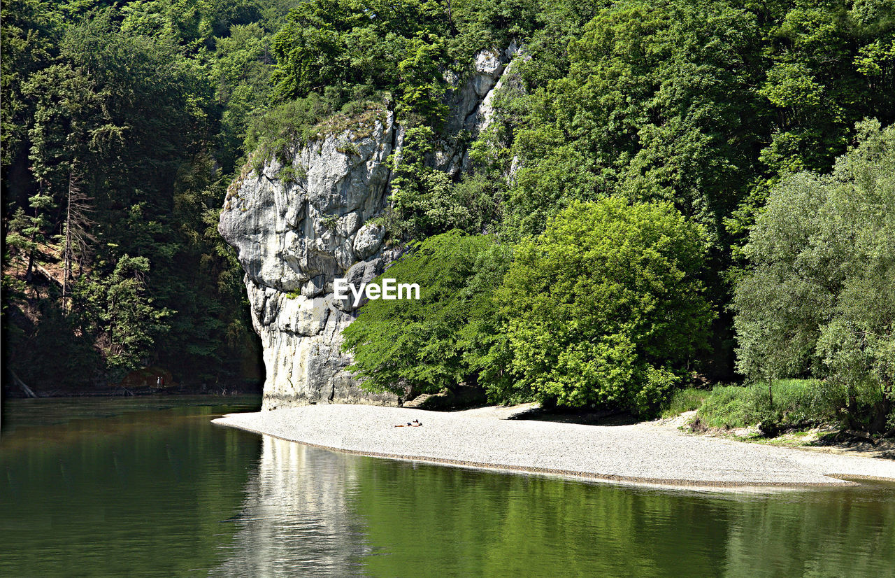 Scenic view of lake in forest