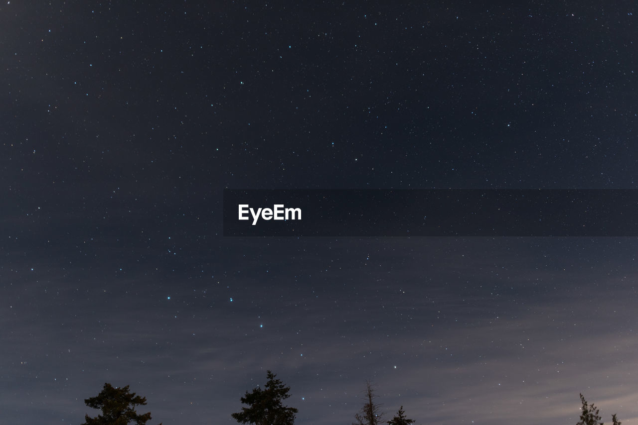 Low angle view of trees against star field at night