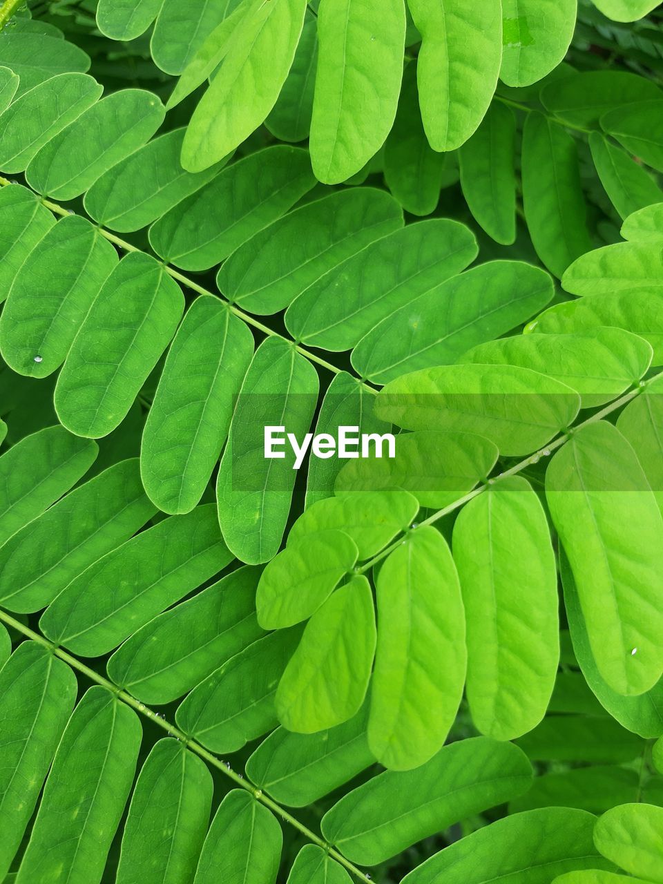 Full frame shot of green leaves