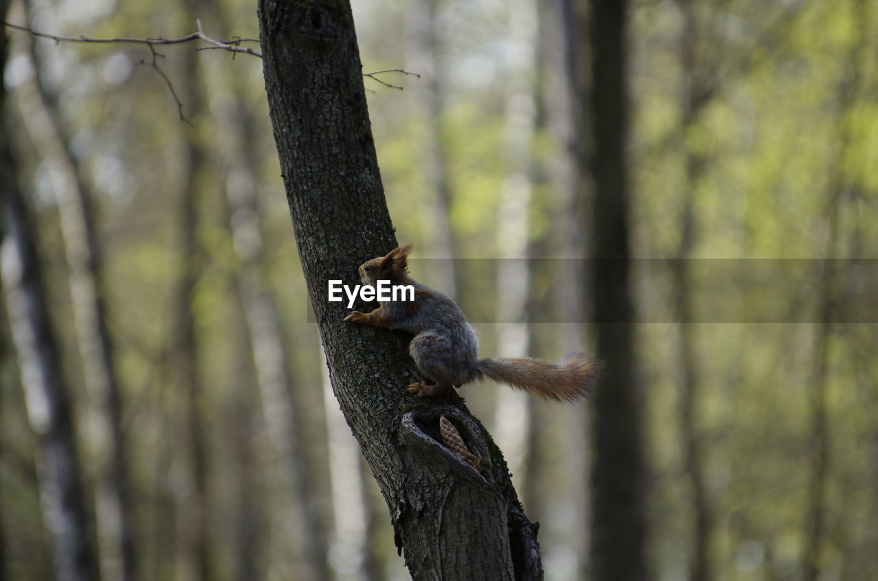 SQUIRREL ON TREE TRUNK IN FOREST