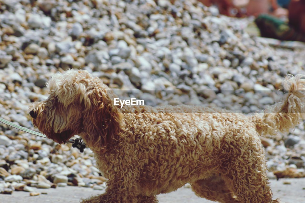 VIEW OF DOG ON PEBBLES