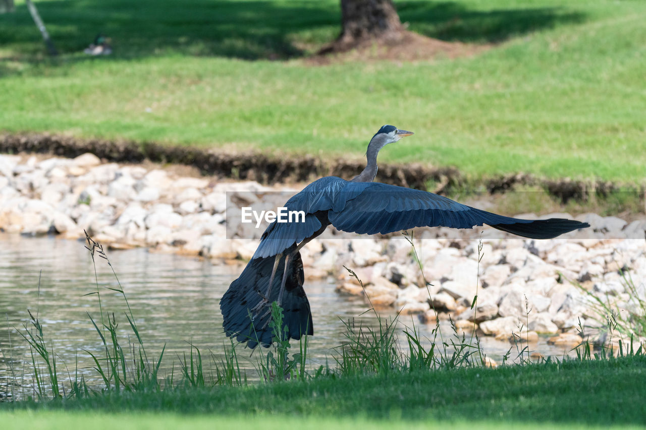 HIGH ANGLE VIEW OF HERON ON FIELD