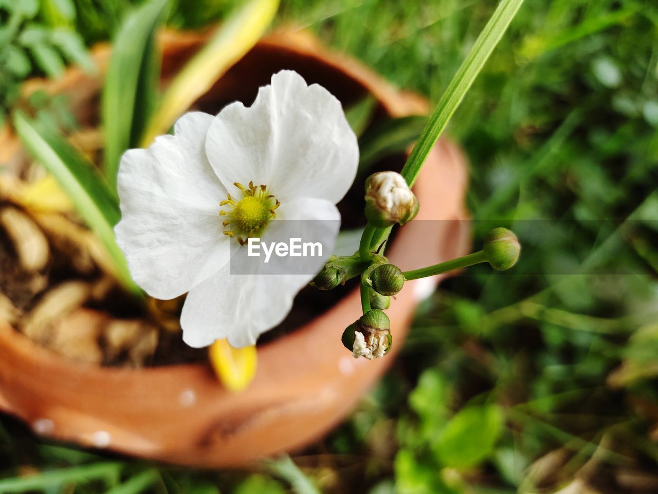 Close-up of white flowering plant