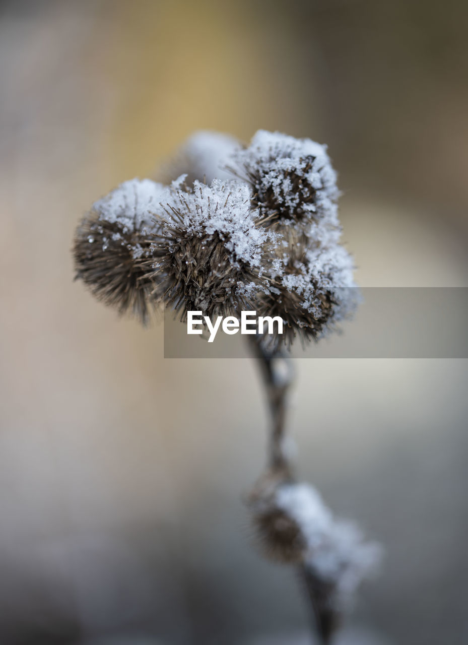 Close-up of frozen plant 