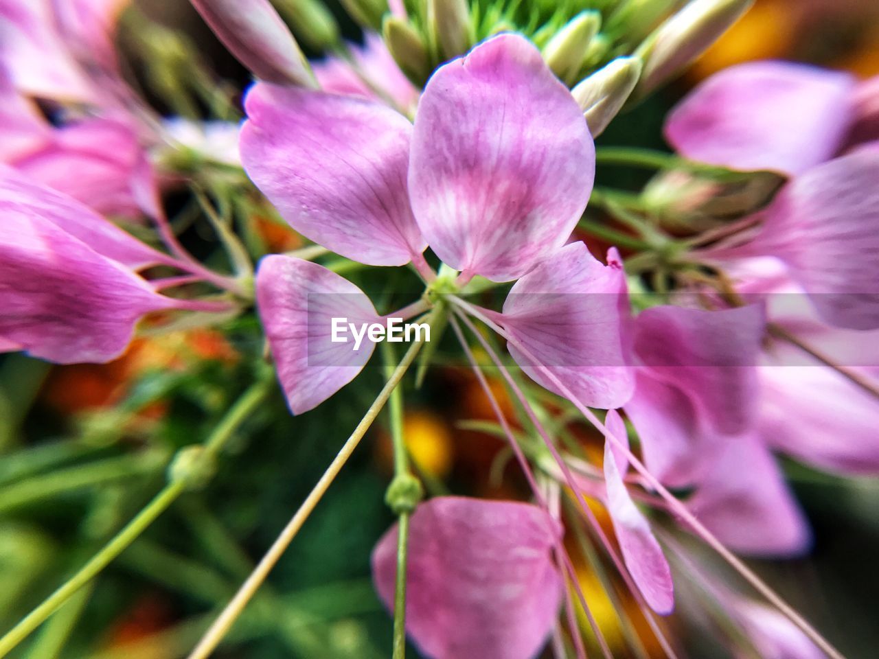 CLOSE-UP OF FLOWERS