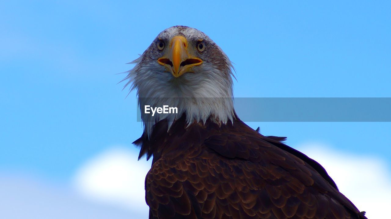 LOW ANGLE VIEW OF AN EAGLE