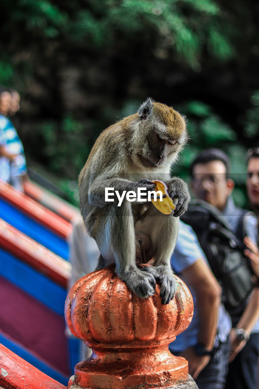 Monkey looking away while sitting on outdoors