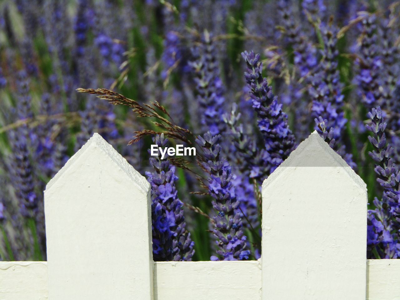 CLOSE-UP OF BEE ON WHITE FLOWERS