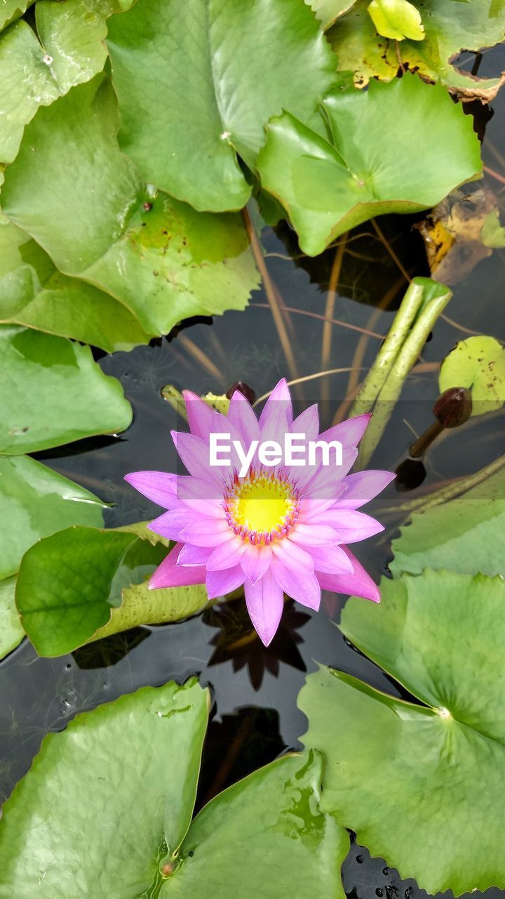 HIGH ANGLE VIEW OF LOTUS WATER LILY BLOOMING