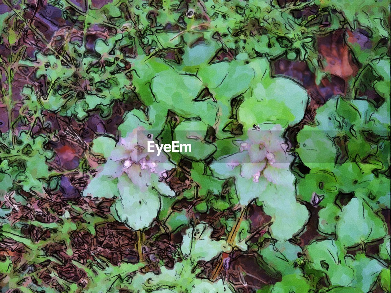 FULL FRAME SHOT OF WHITE FLOWERS