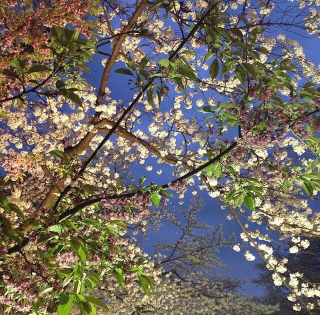 LOW ANGLE VIEW OF TREES