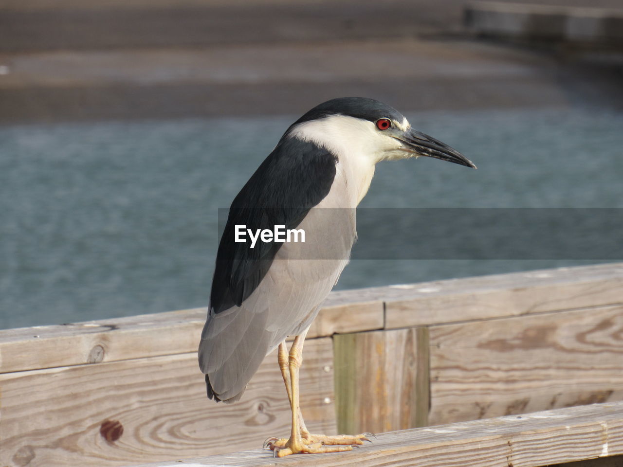 Black crowned night heron perching on wooden railing against river