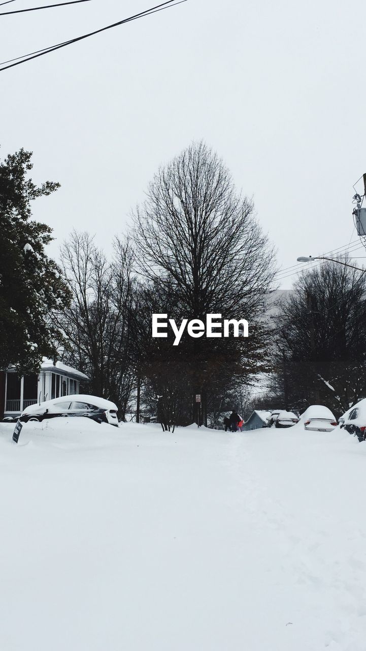 SNOW COVERED TREES IN WINTER