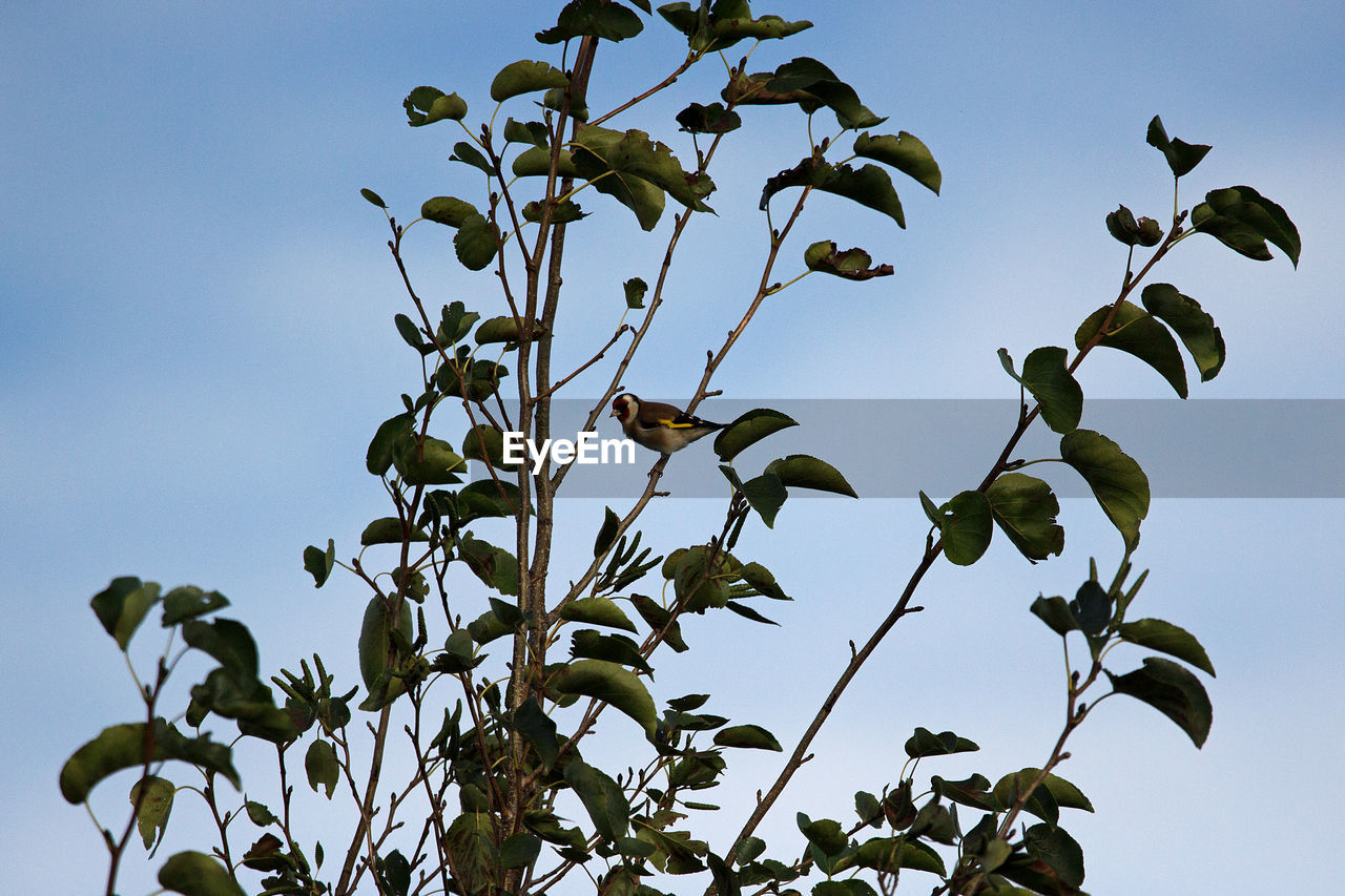 LOW ANGLE VIEW OF BIRD AGAINST CLEAR SKY