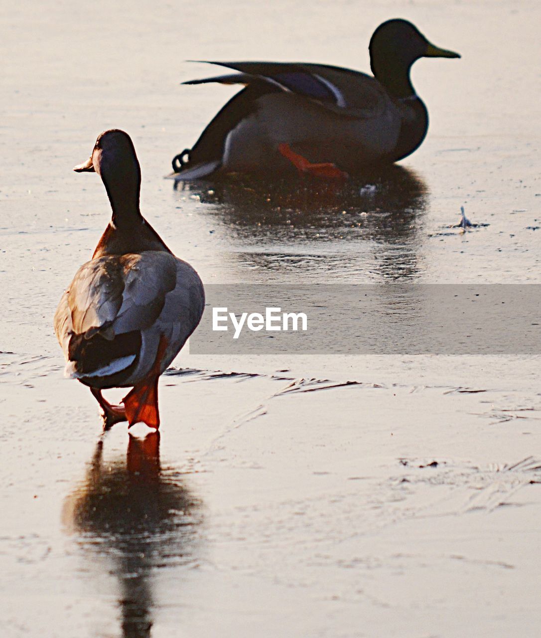 DUCKS ON LAKE