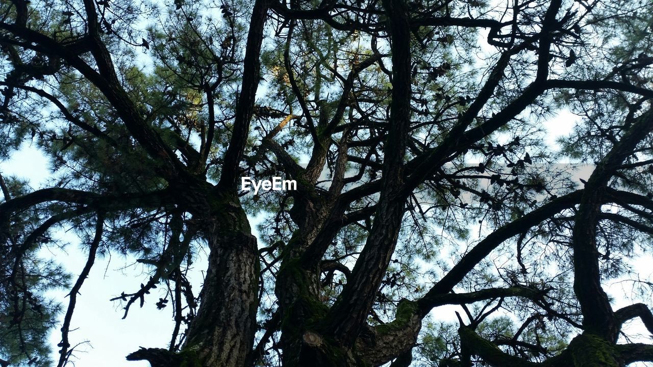 Low angle view of trees in forest