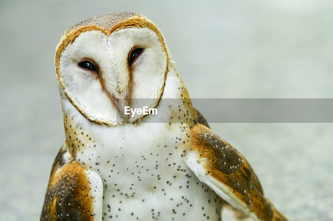 Barn owl portrait