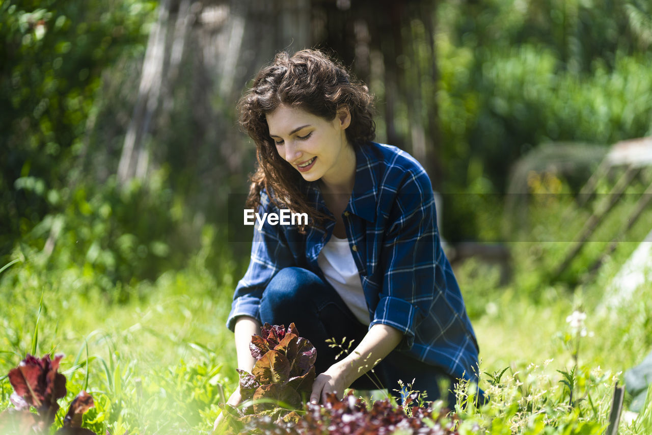 Woman harvesting salad leaves in garden