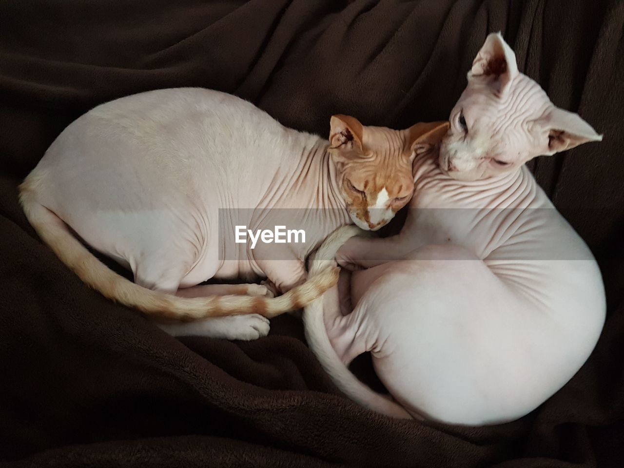 HIGH ANGLE VIEW OF A CAT LYING