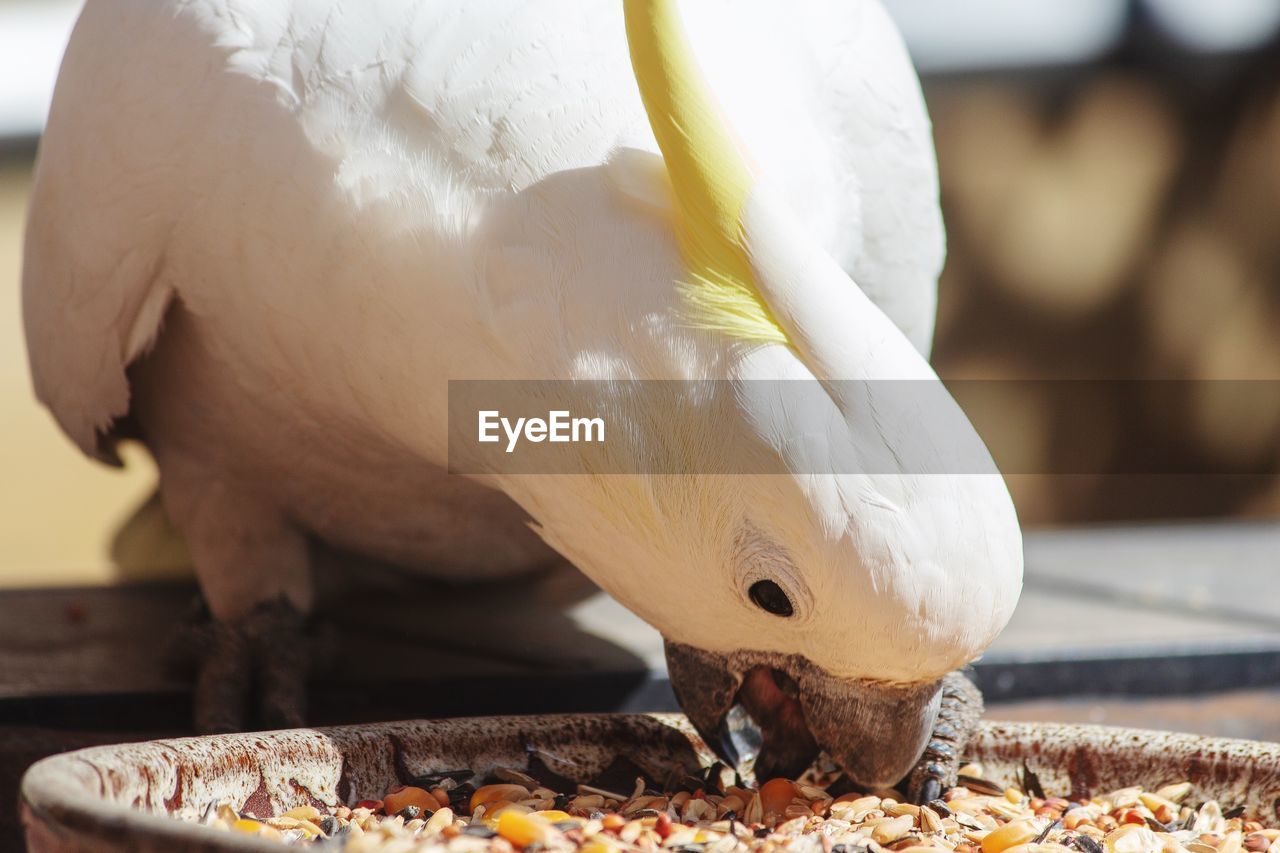 Close-up of bird eating food