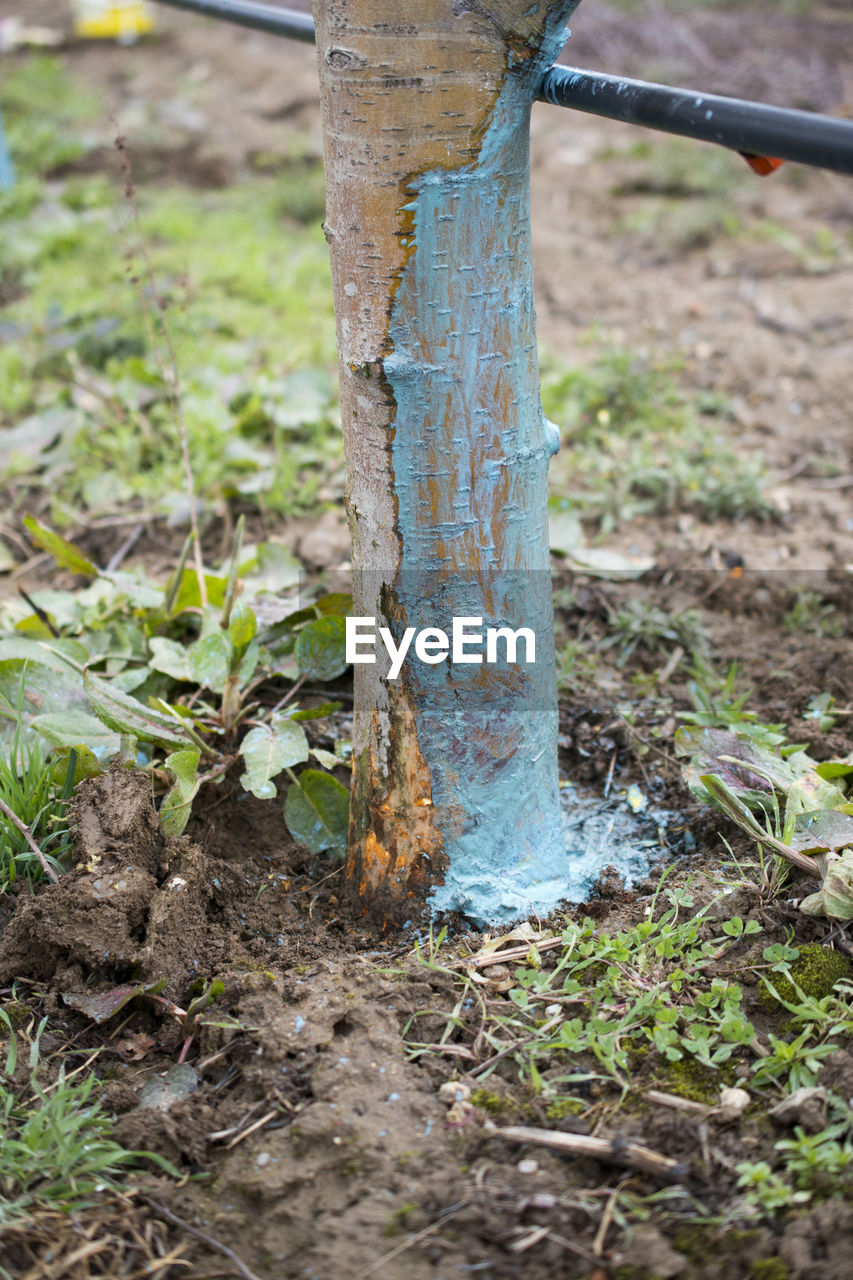 VIEW OF TREE TRUNK