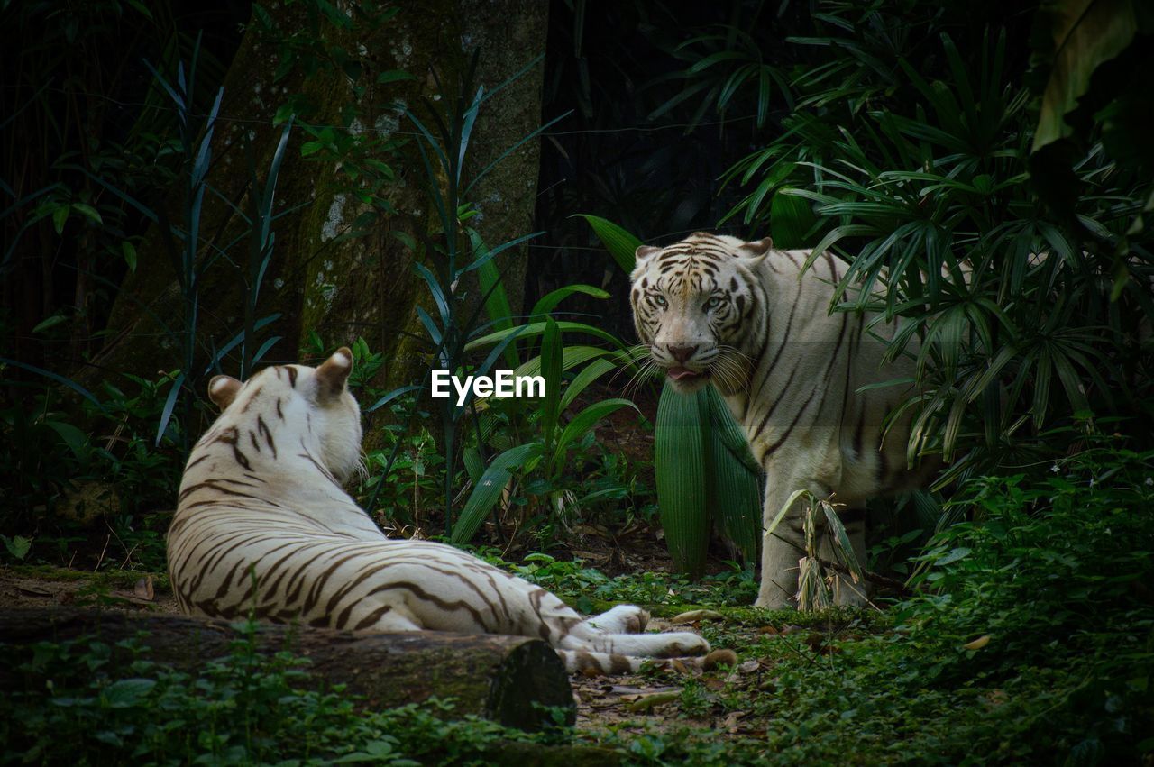 White tiger relaxing in a forest