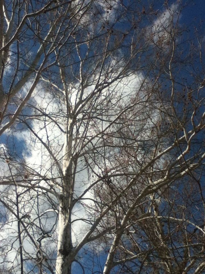 LOW ANGLE VIEW OF BARE TREES AGAINST SKY