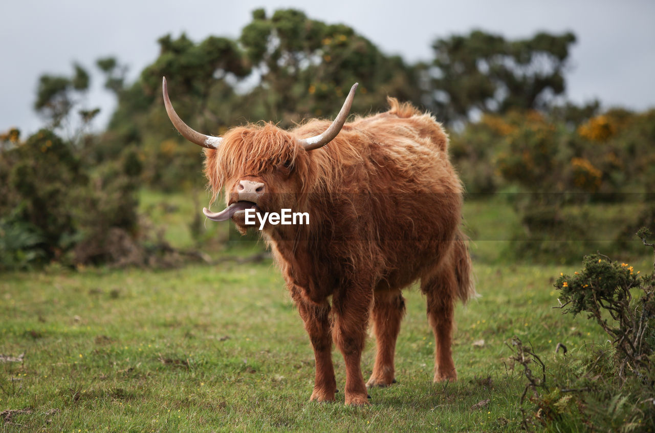 Highland cattle on field