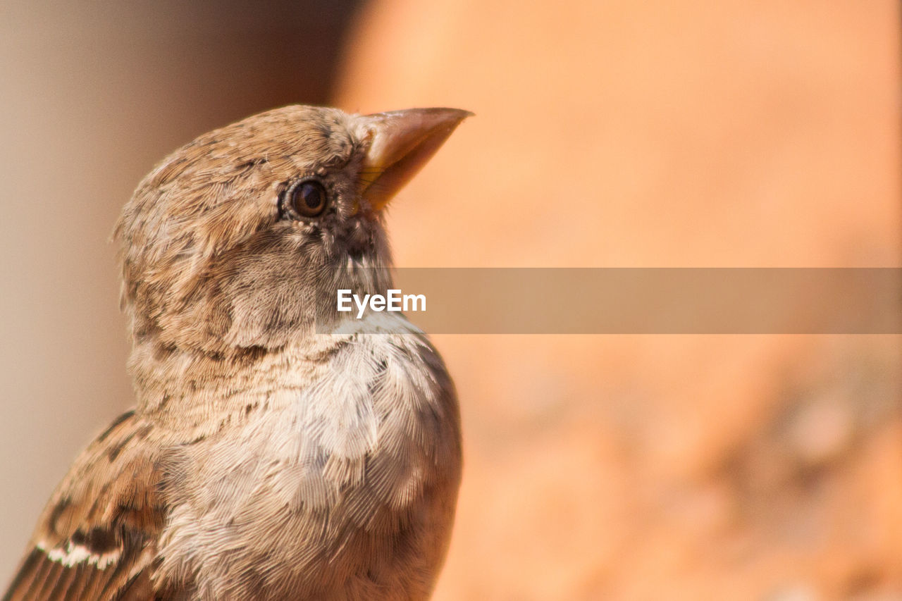 SIDE VIEW OF A BIRD ON LAND