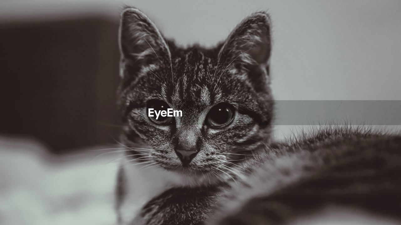 CLOSE-UP OF CAT