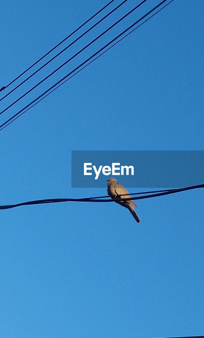 Low angle view of bird on cable against clear blue sky