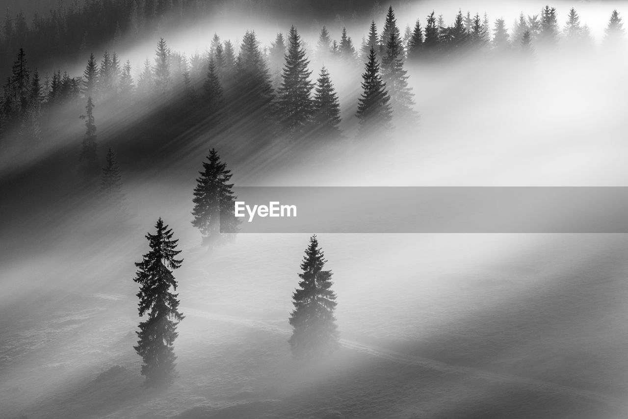 Nature landscape in rodnei mountains