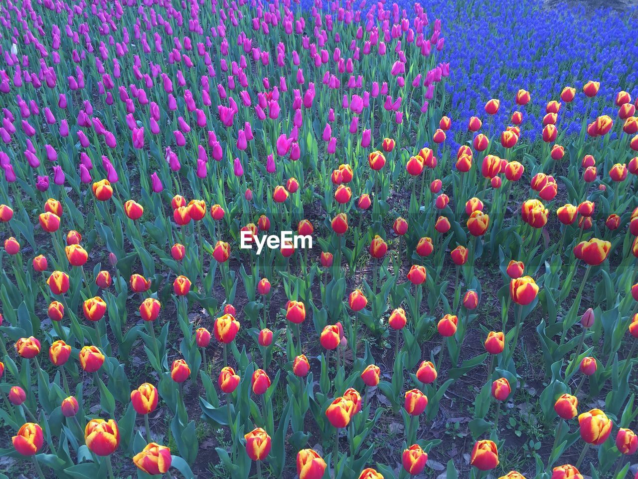 Close-up of poppy flowers growing in field